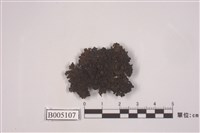 藏品(島衣屬 )的圖片